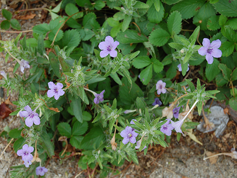 Ruella humilis